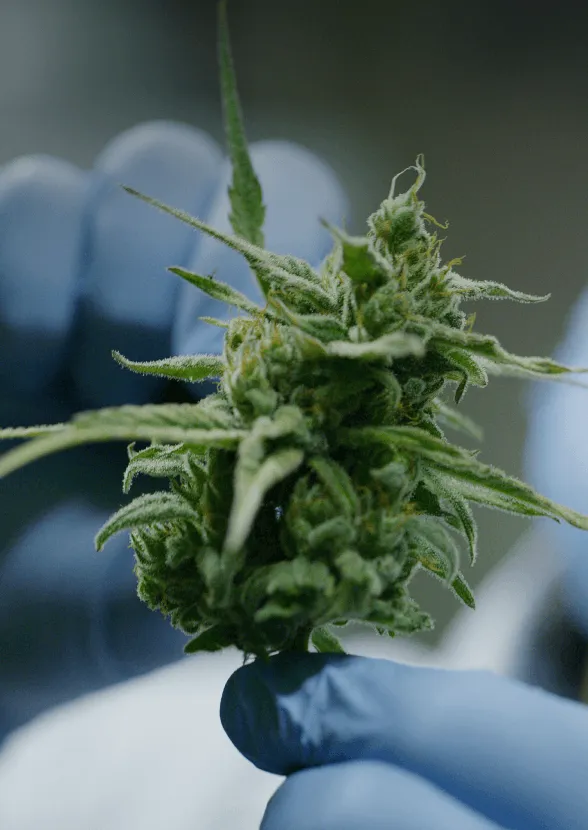 100% Federally Legal